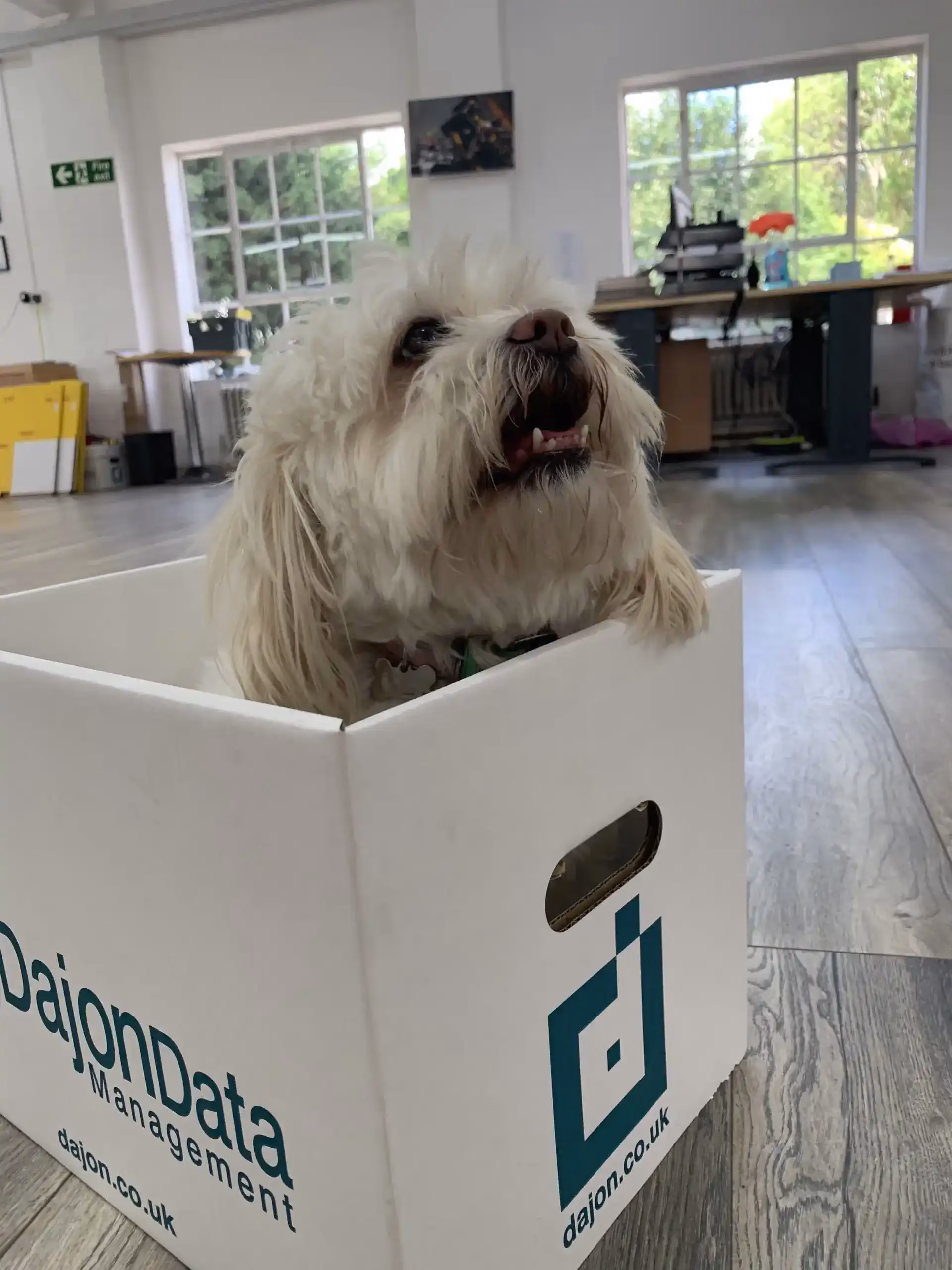 Photo of Binky in a Dajon box